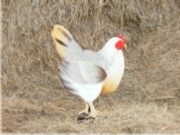 Dorking Chicken Broody