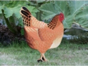 Welsummer Chicken Broody